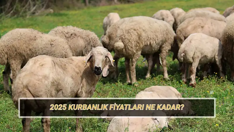 2025 Yılında Kurbanlık Fiyatları Ne Olacak? Büyükbaş ve Küçükbaş Kurbanlıkların Güncel Değeri
