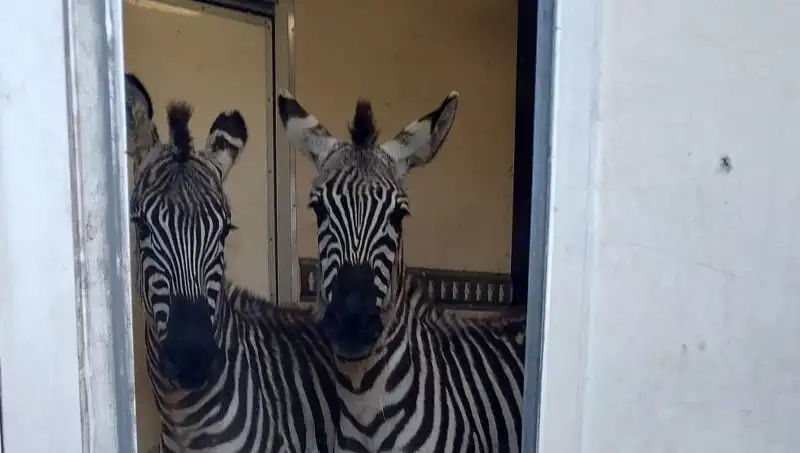 Sınırda Şaşırtan Olay: Minibüsten 2 Zebra, 6 Maymun ve Daha Fazlası Çıktı!