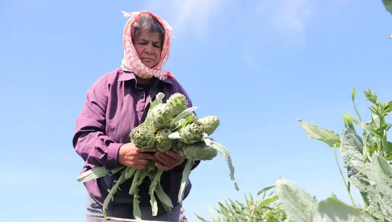 Tarladan Sofralara: Çiftçiden Taze Ürünler Tezgahta 50 TL'den Başlıyor