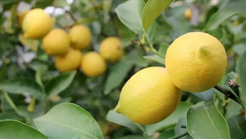 Limonun Fiyatı Şaşırtıyor: Adedi 24 Lira Olunca Ne Olacak?